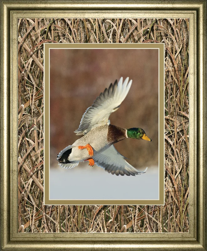 Flying Mallard By Steve Oehlenschlager Mossy Oak Native Living - Framed Print - Dark Brown